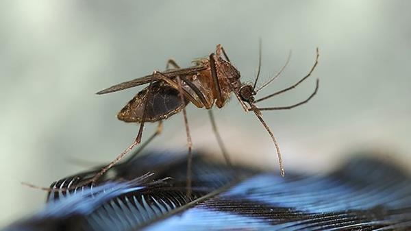 A mosquito.