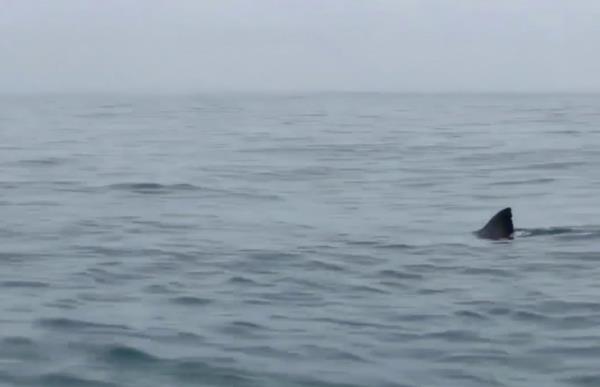School of sharks circling two kayakers in the ocean, one shark lo<em></em>nger than the 13-foot kayaks