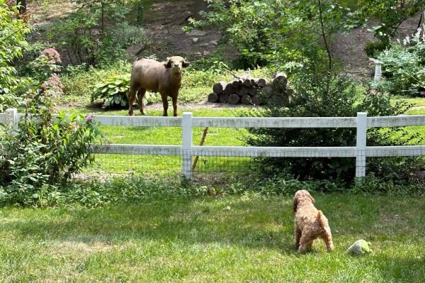 The water buffalo faced off against a family pet in one local's yard.